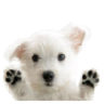 Lovely Dogs